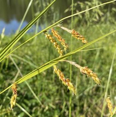 Awned Graceful Sedge (Davis' Sedge) - Carex davisii