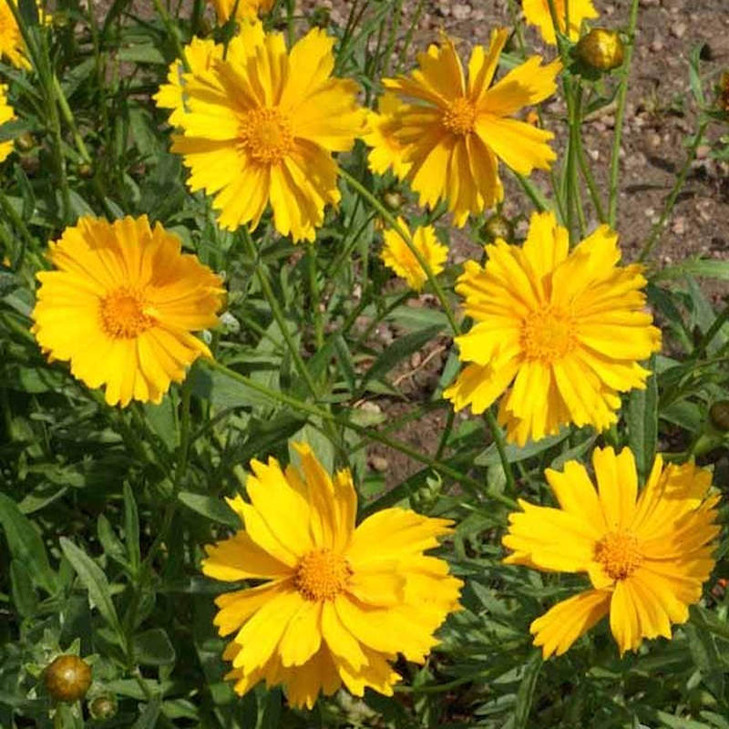 Dwarf Lanceleaf Coreopsis - Coreopsis lanceolata