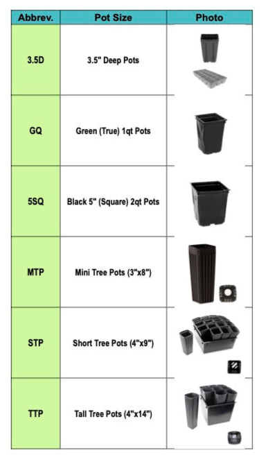 'Purple Knockout' Lyre Leaf Sage - Salvia lyrata ‘Purple Knockout’