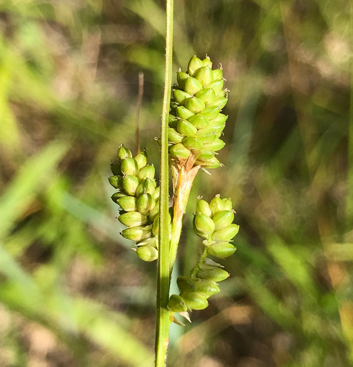 Fuzzy Wuzzy / Hairy Green Sedge - Carex hirsutella