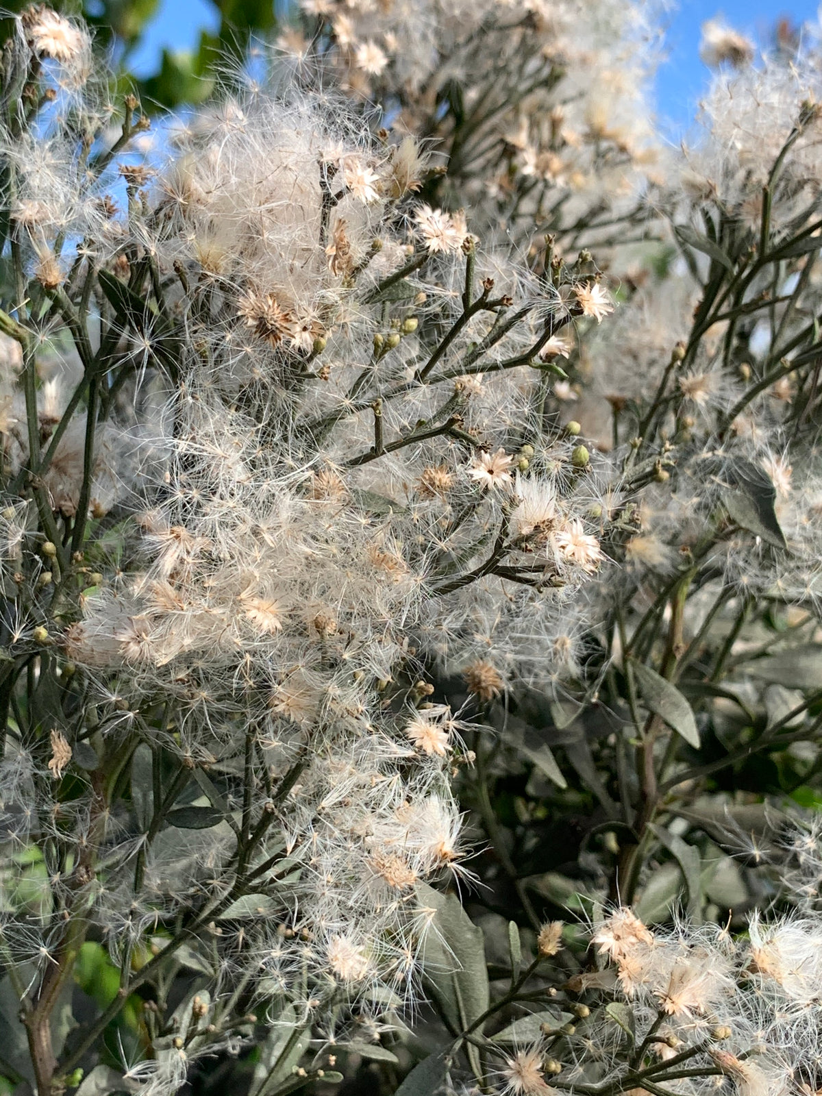 Groundsel Tree - Baccharis halimifolia