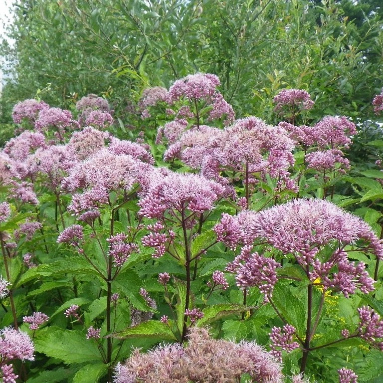 Hollow Joe Pye Weed - Eutrochium fistulosum