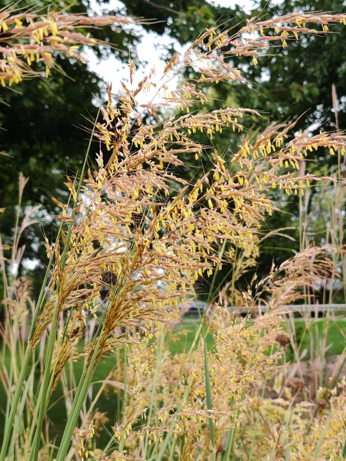 Indian Grass - Sorghastrum nutans