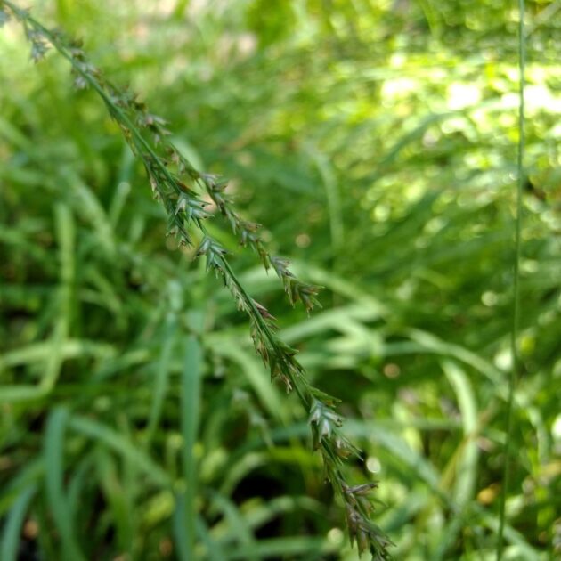 Deer Tongue Grass - Panicum clandestinum