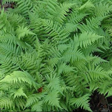 New York Fern - Thelpteris noveburcensis