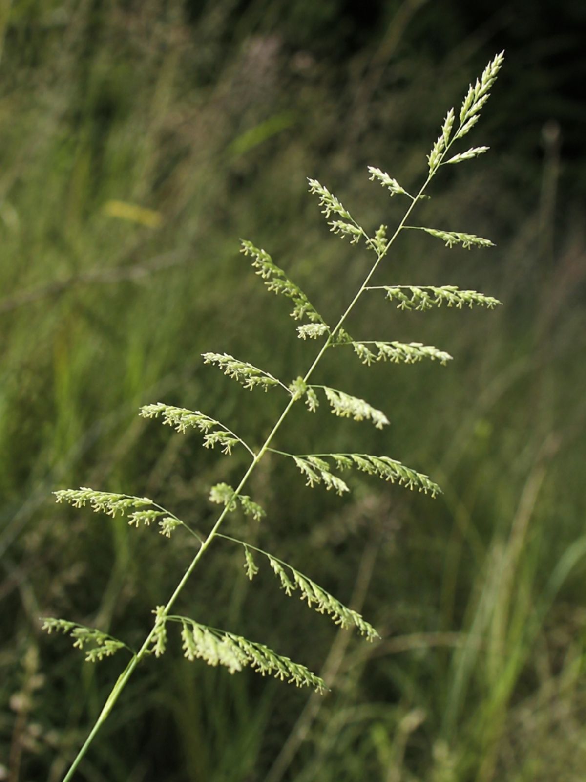 Sand Dropseed - Sporobolus cryptandrus
