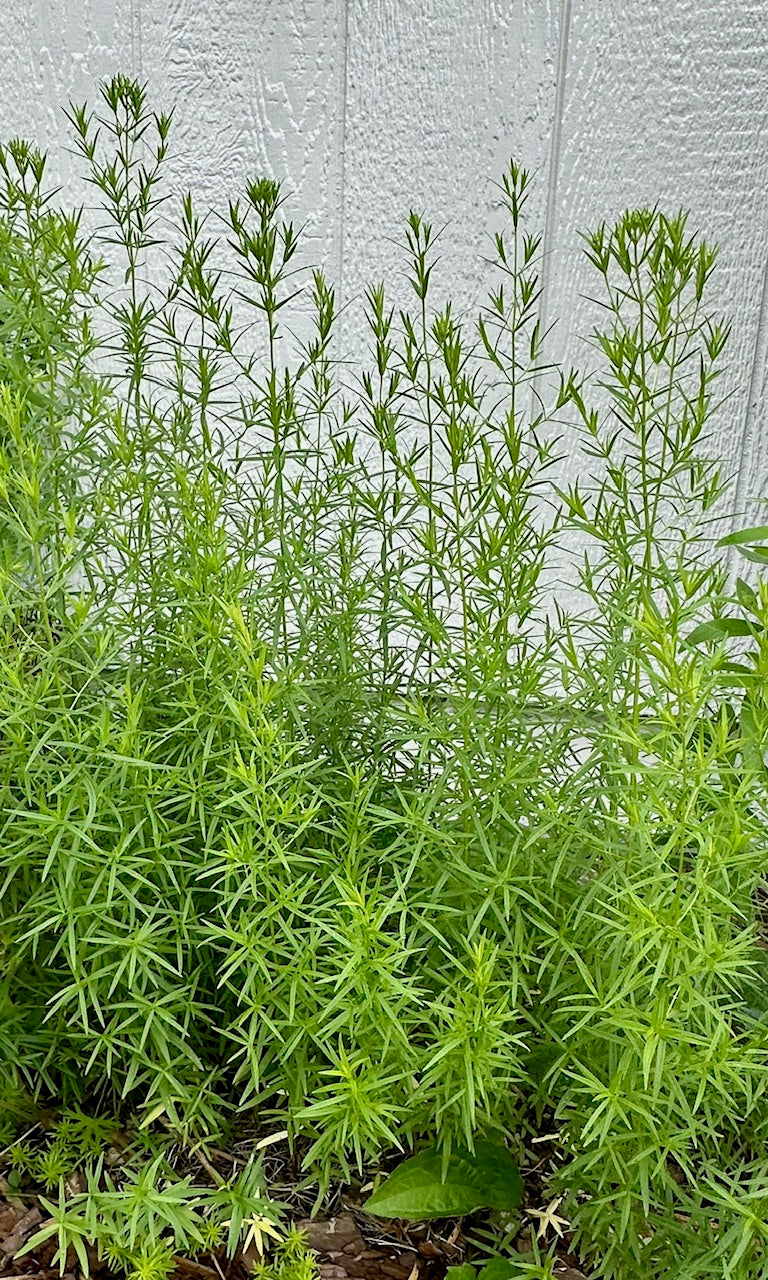 Slender / Narrow-Leaved Mountain Mint - Pycnanthemum tenuifolium