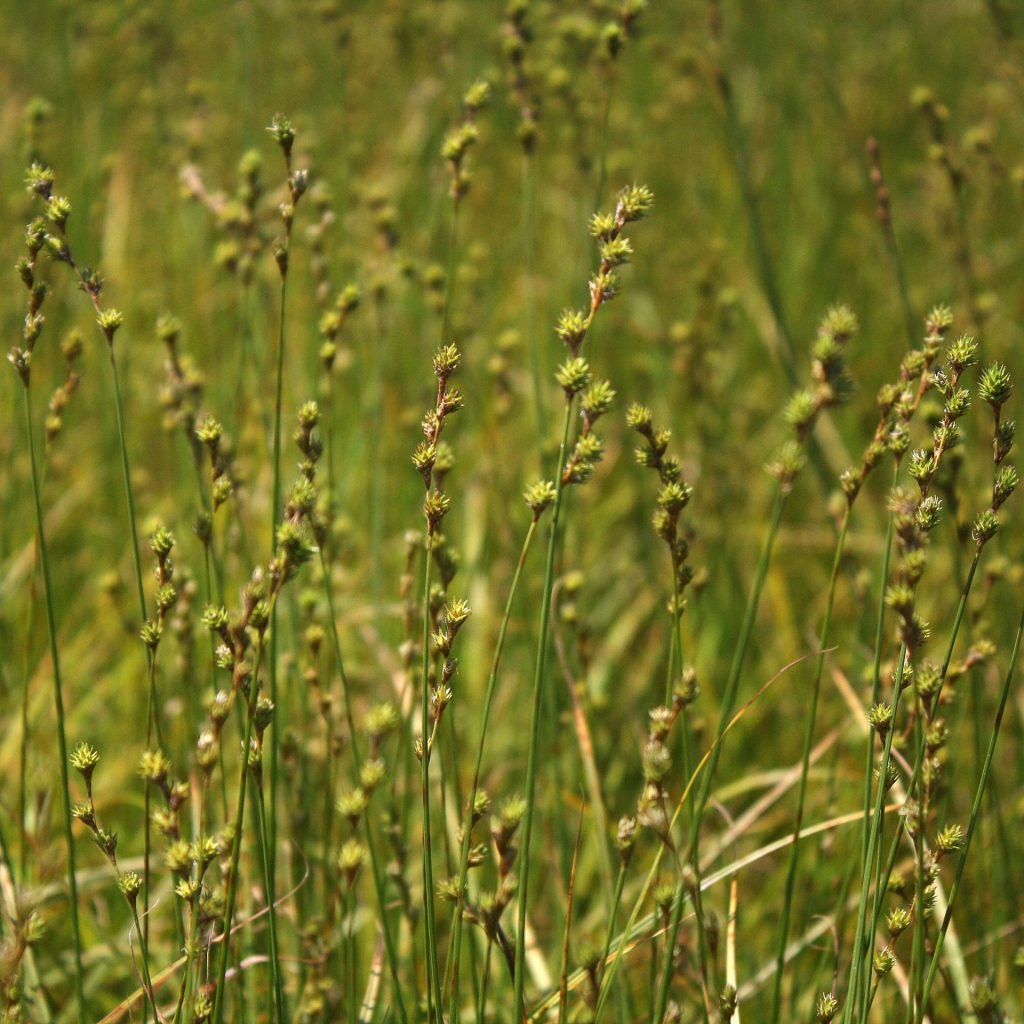 Spreading Oval Sedge - Carex normalis