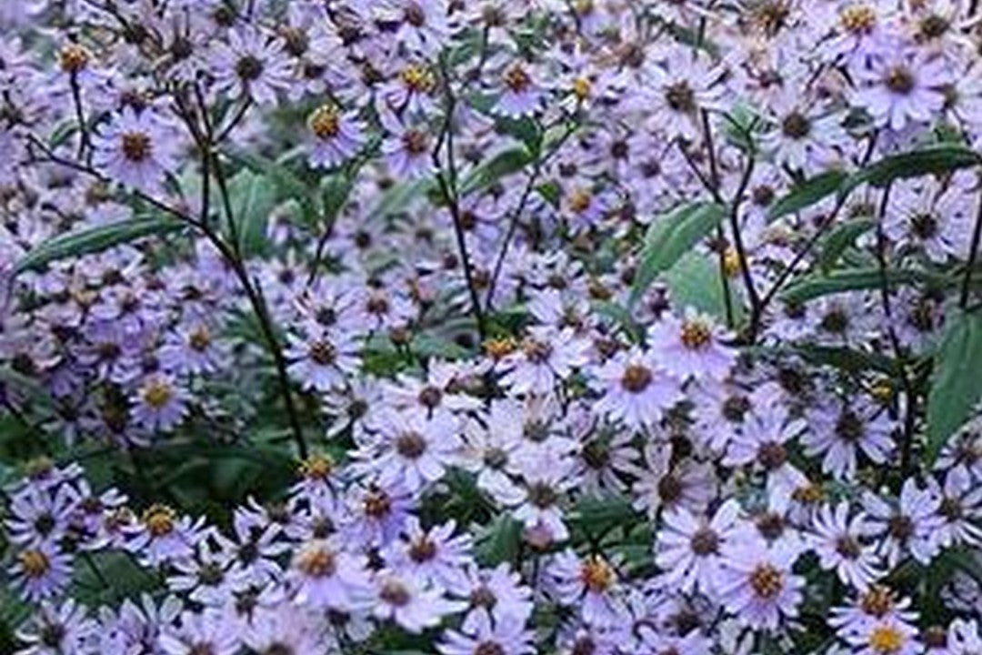 'Twilight' Big-Leaved Aster - Eurybia macrophylla 'Twilight'
