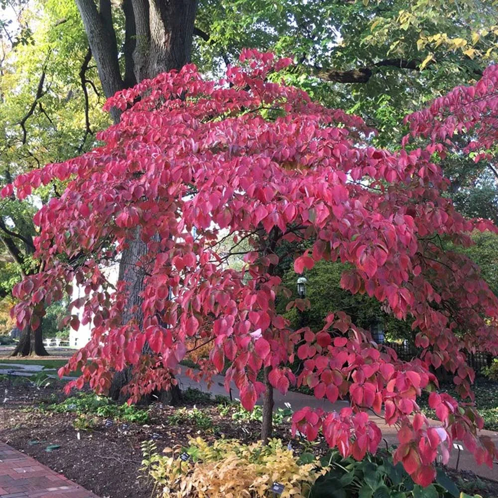 White Flowering Dogwood - Cornus florida