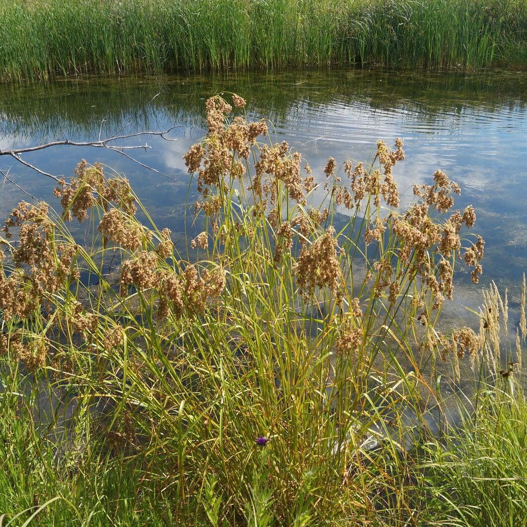 Wool Grass - Scirpus cyperinus