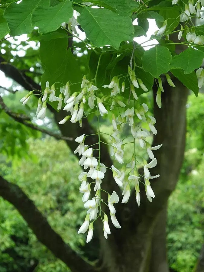 Yellowwood - Cladrastis kentukea