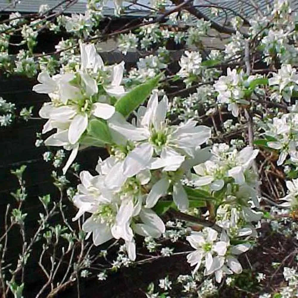 Smooth / Allegheny Serviceberry - Amelanchier laevis