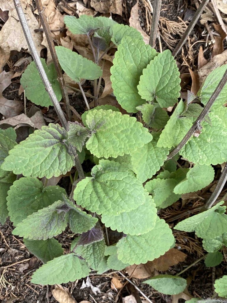 Anise Hyssop - Agastache foeniculum