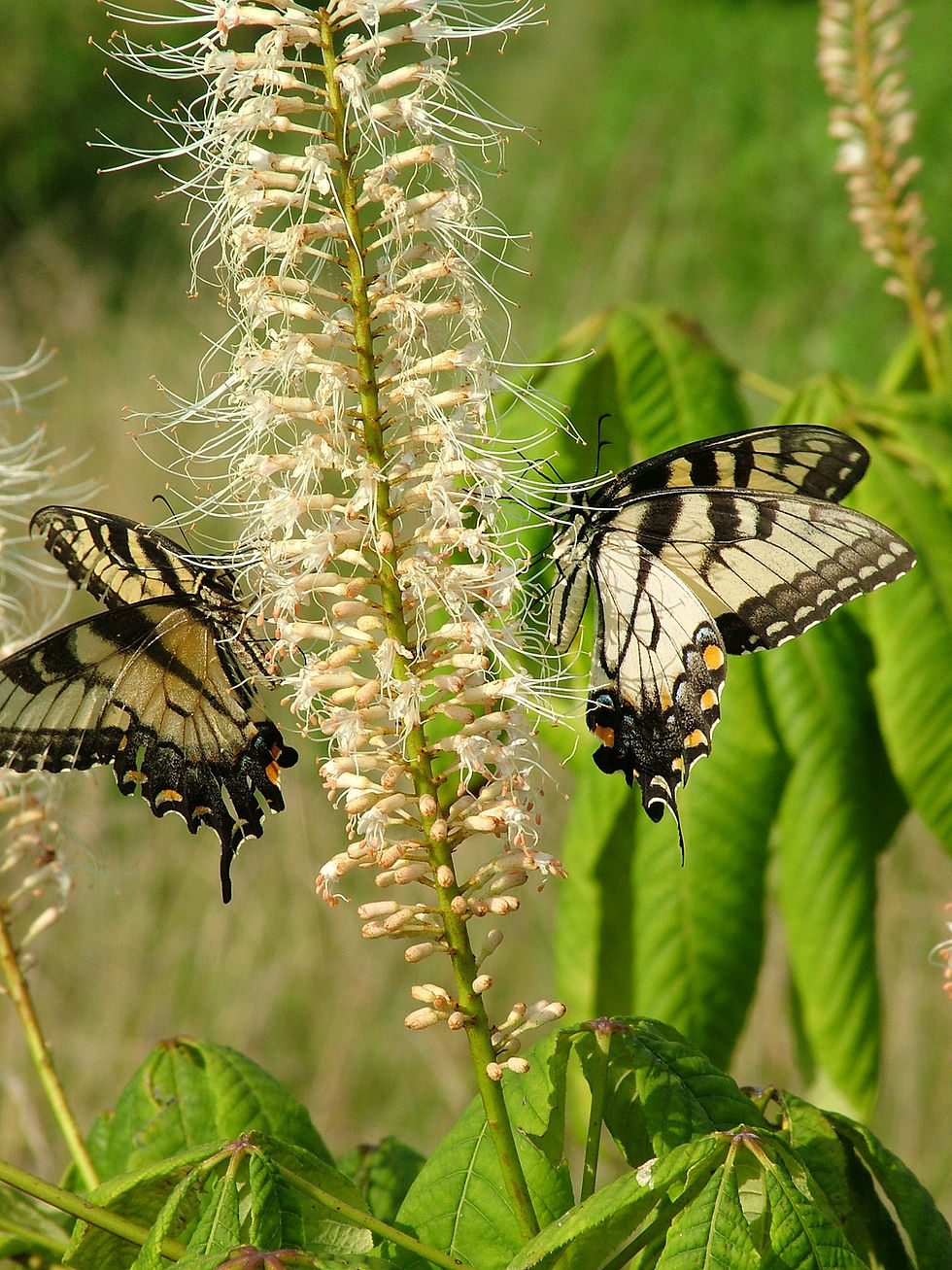 Bottlebrush Buckeye - Aesculus parviflora