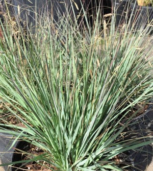 Blue Eros’ Love Grass - Eragrostis elliottii 'Blue Eros'