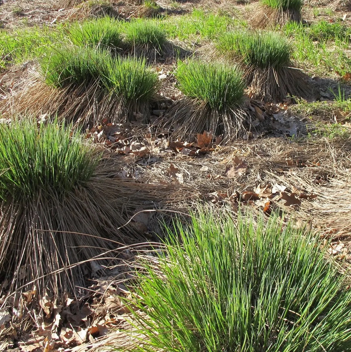 Common Tussock Sedge - Carex stricta