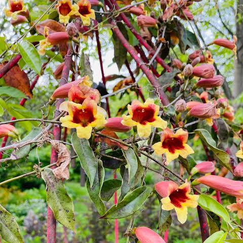 Crossvine - Bignonia capreolata