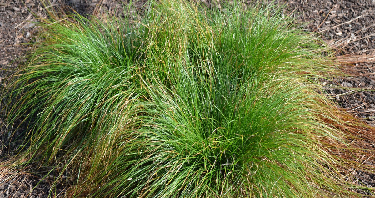 Eastern Star Sedge - Carex radiata