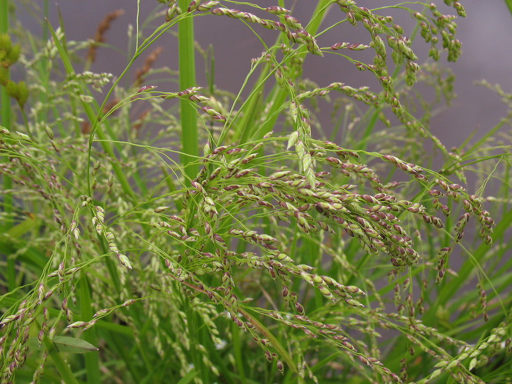 Fowl Manna Grass - Glyceria striata