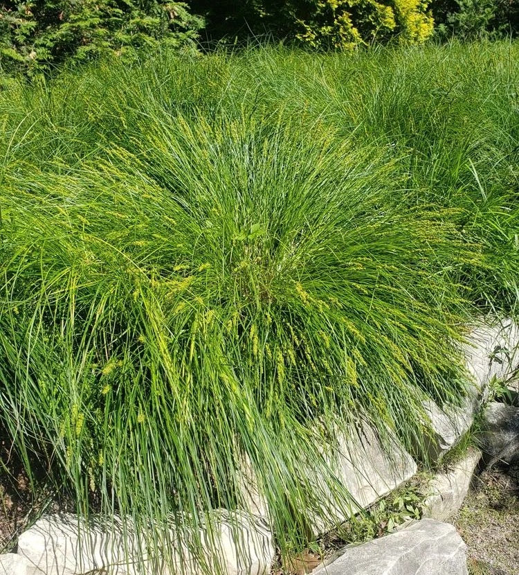 Brown Fox Sedge - Carex vulpinoidea