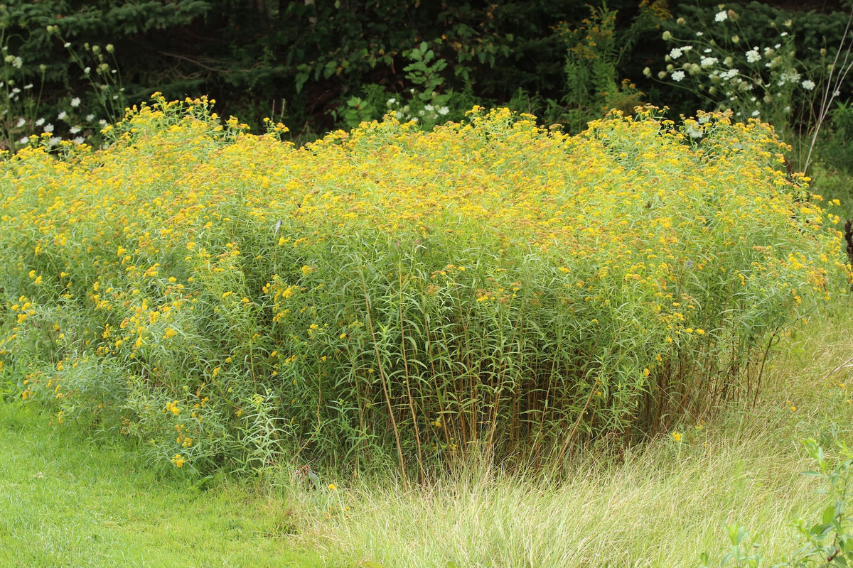Grass Leaved Goldenrod - Euthamia graminifolia