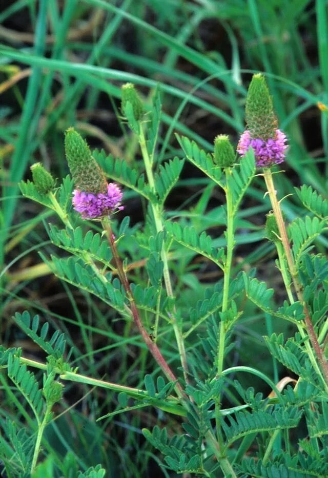 Leafy Prairie Clover - Dalea foliosa