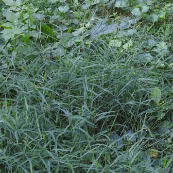 Nimblewill - Muhlenbergia schreberi