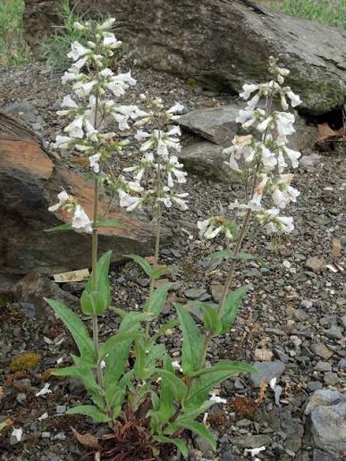 Pale Beardtongue - Penstemon pallidus