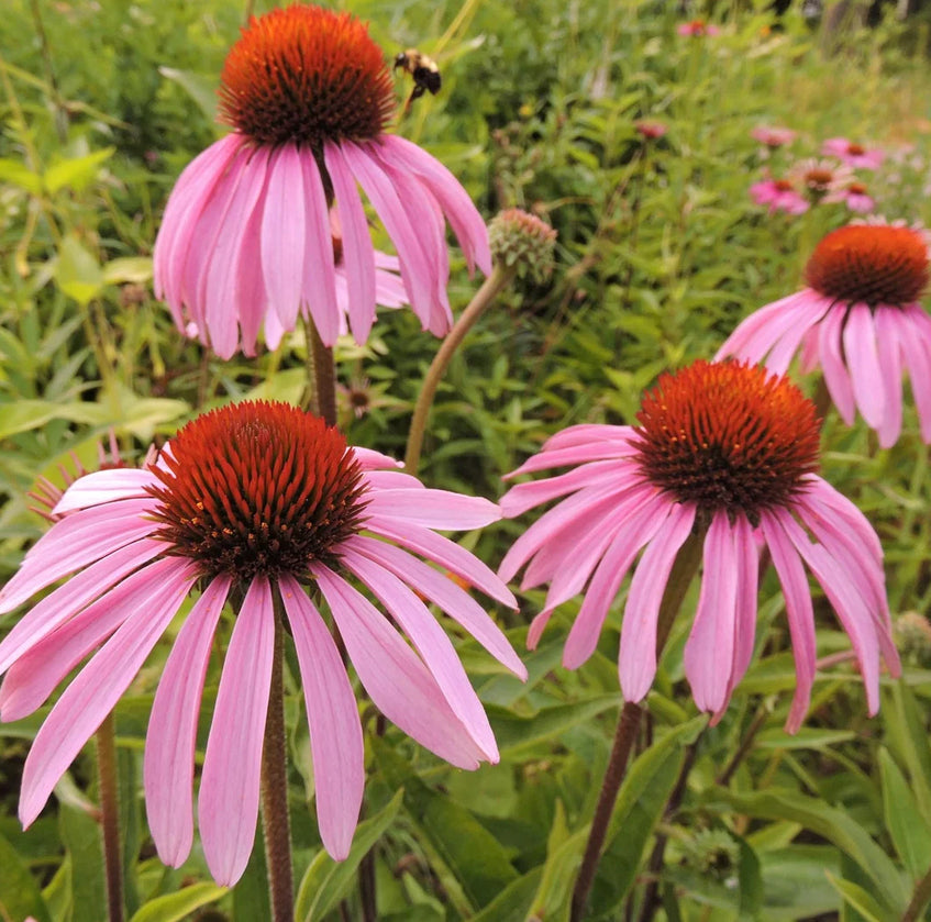 Pale Purple Coneflower - Echinacea pallida