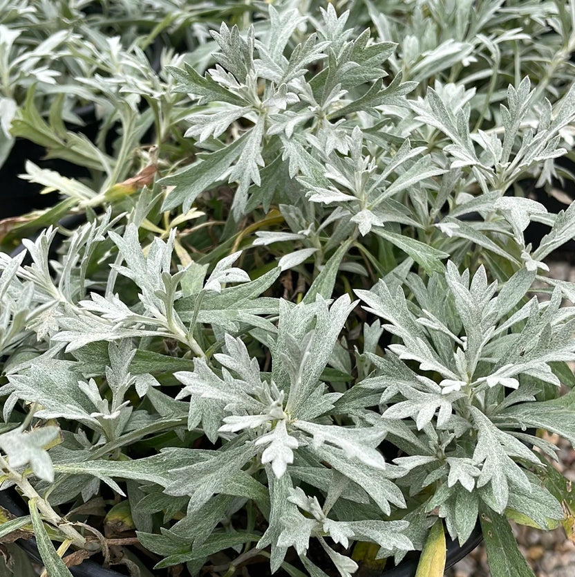 Prairie Sage - Artemisia ludoviciana