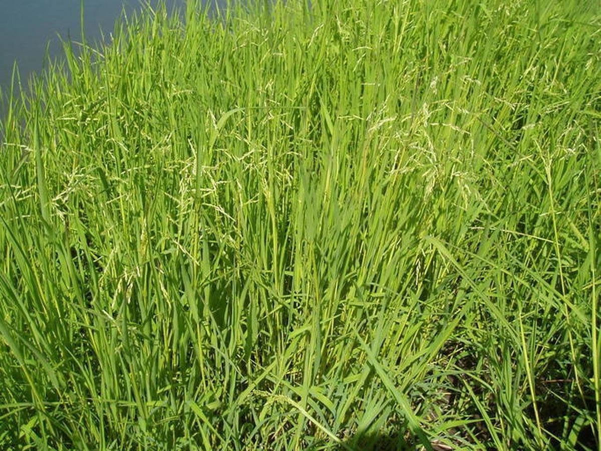 Rice Cutgrass - Leersia oryzoides