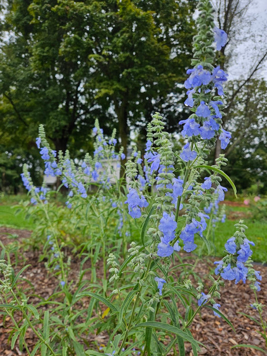 Azure Blue Sage - Salvia azurea