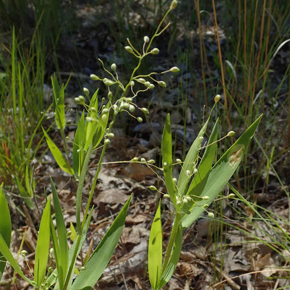 Scribner's Panic Grass - Dichanthelium oligosanthes var. scribnerianum