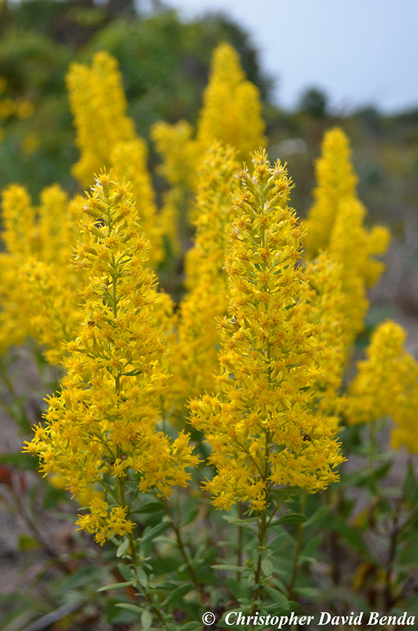 Showy Goldenrod - Solidago speciosa