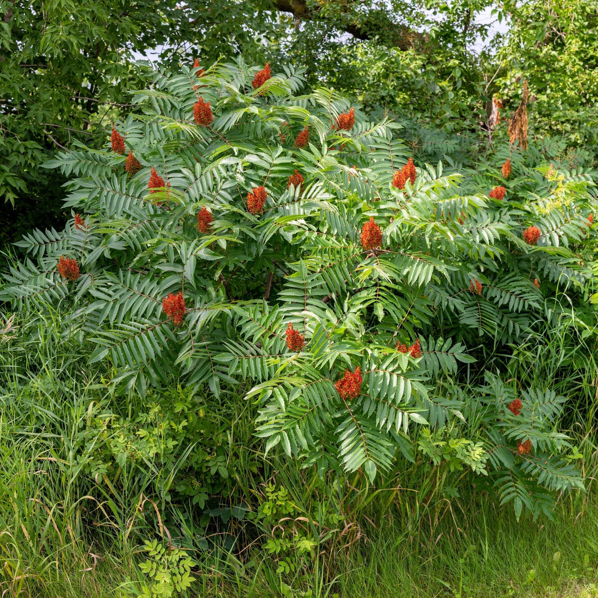 Smooth Sumac - Rhus glabra