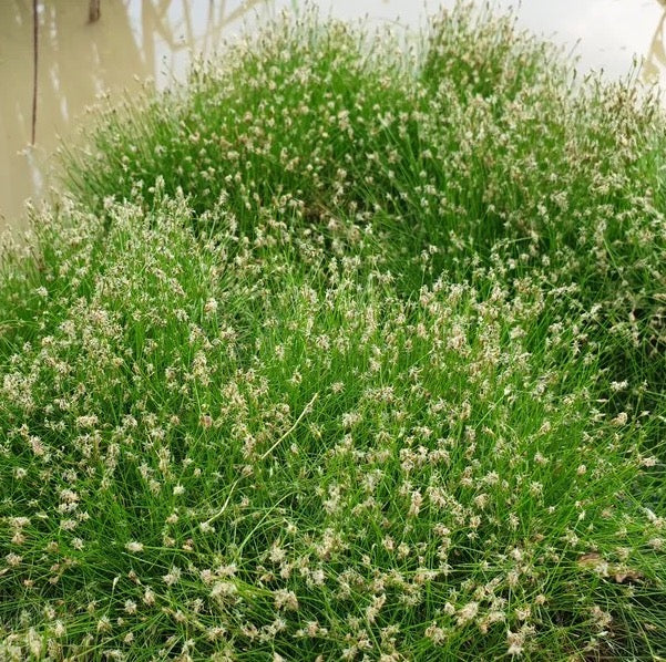 Spike Rush - Eleocharis acicularis