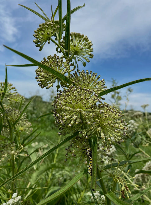 Tall Green Milkweed - Asclepias hirtella