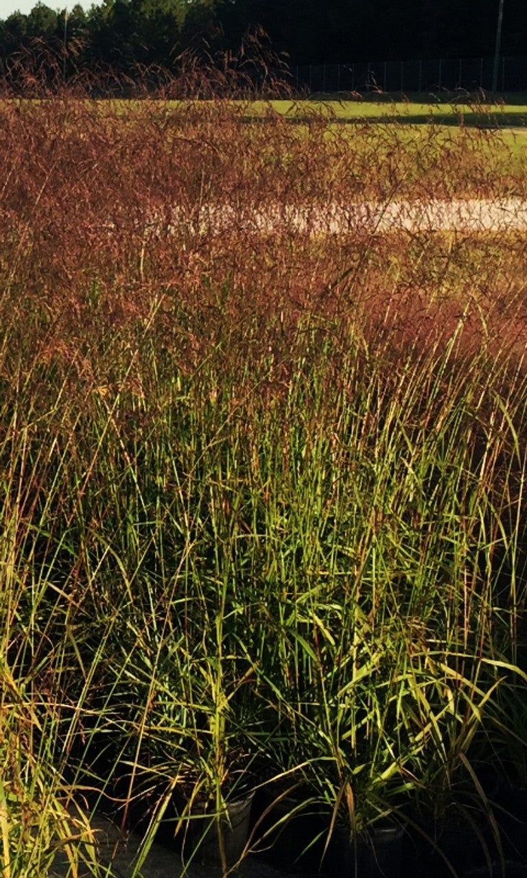 Purple Top Grass - Tridens flavus
