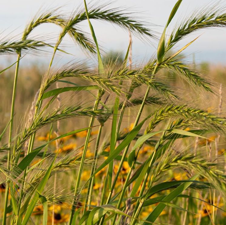 Virginia Wild Rye Grass - Elymus virginicus