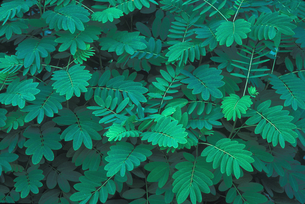 American Senna - Senna hebecarpa