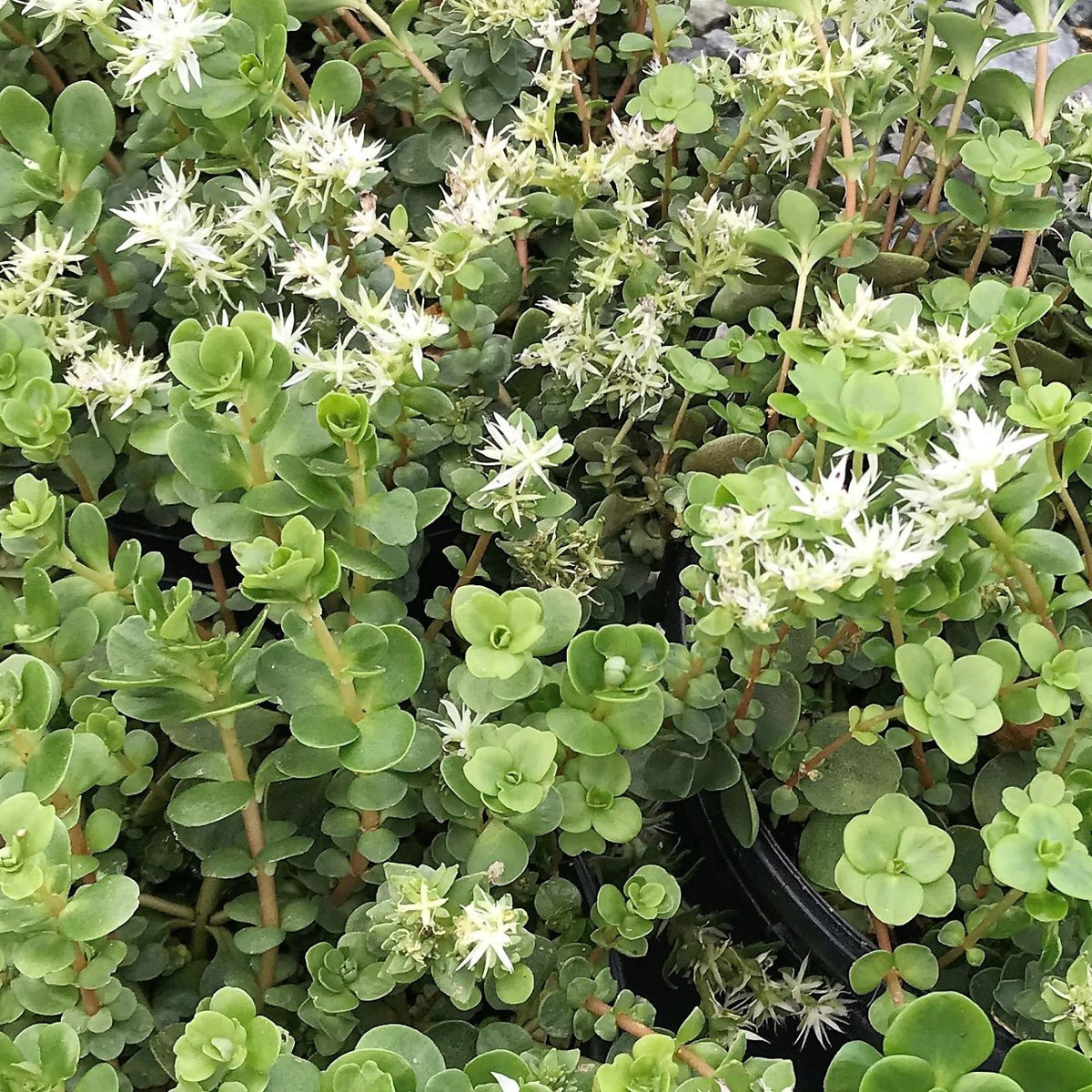 Woodland Stonecrop - Sedum ternatum