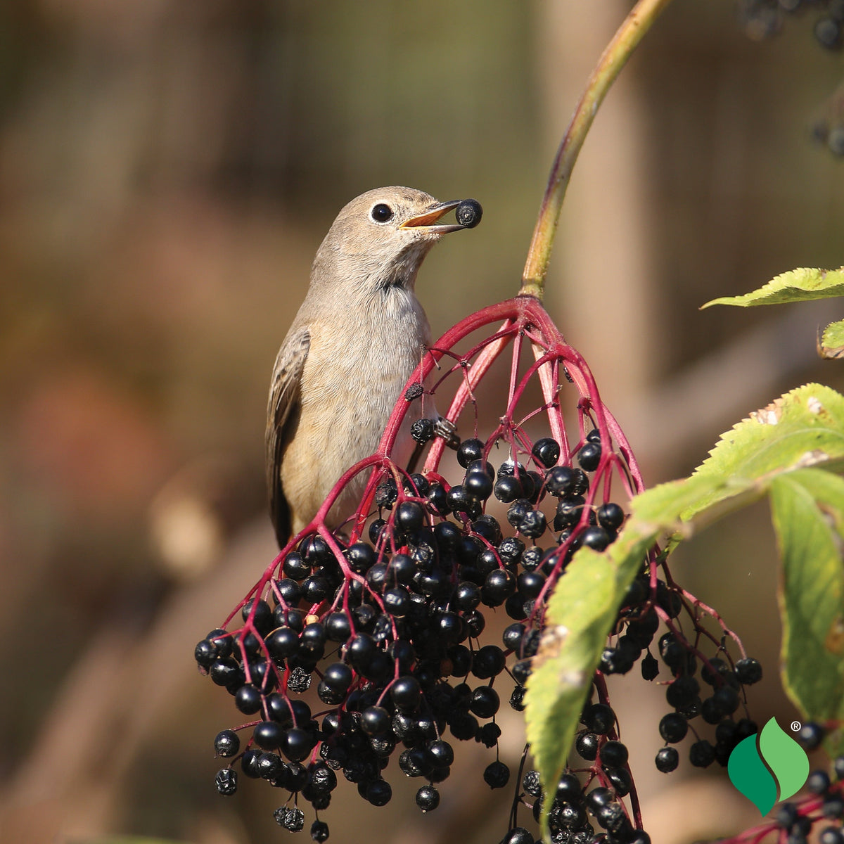 Berries for Birds