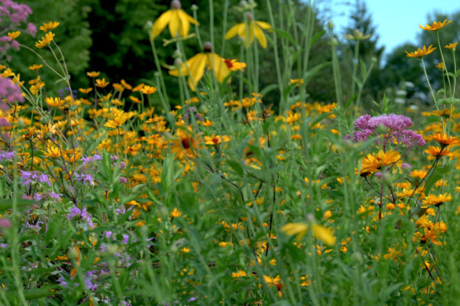 Prairie/Meadowscaping Plants