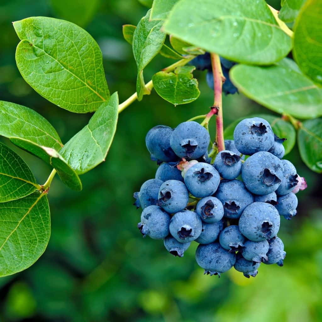 Edible /  Medicinal