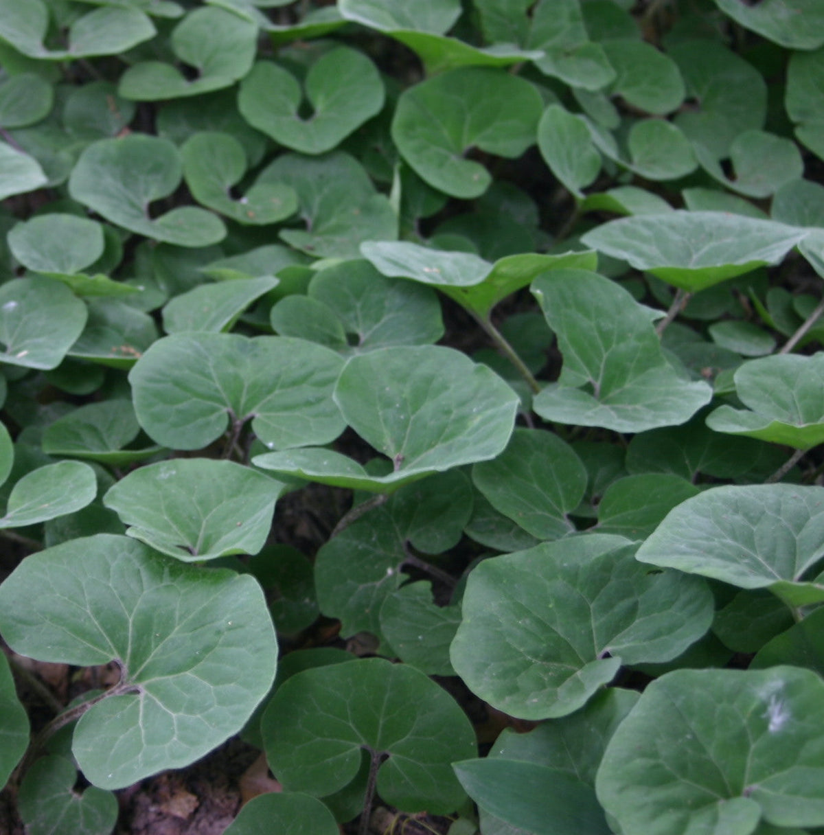 Groundcovers