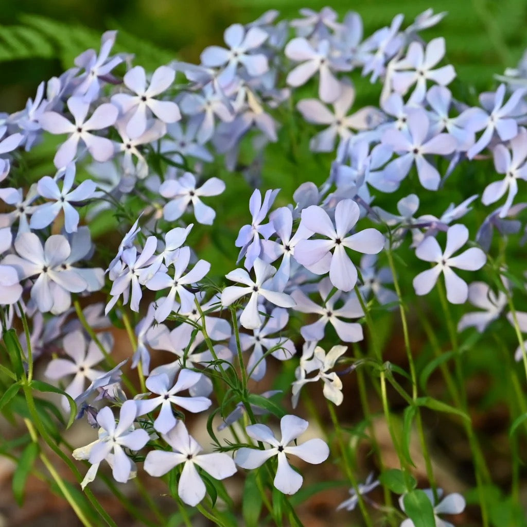 Spring Bloomers