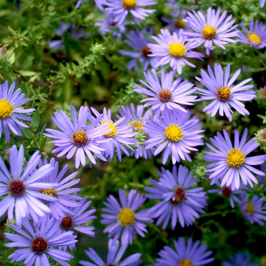Keystone Perennials