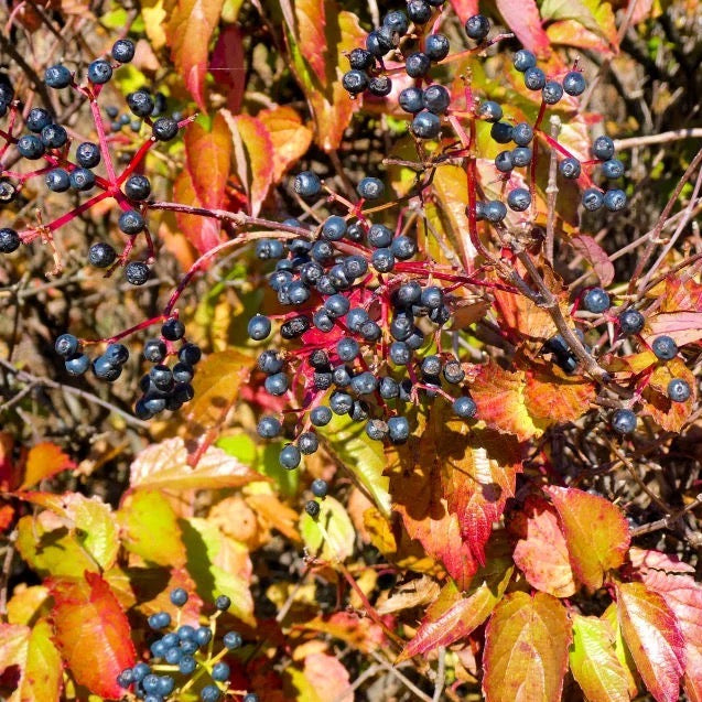 Colorful Fall Foliage
