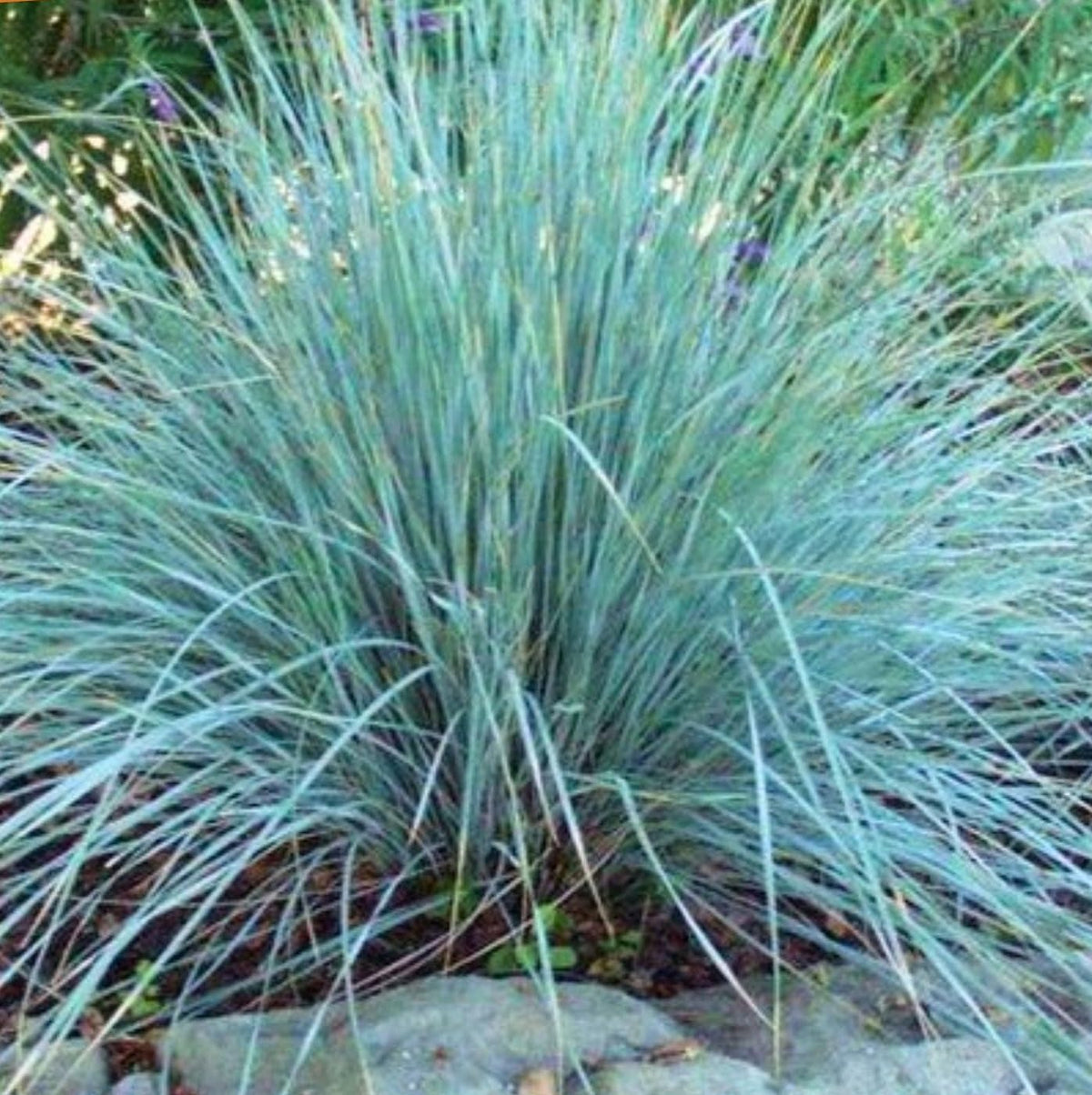 Grasses, Sedges, & Rushes